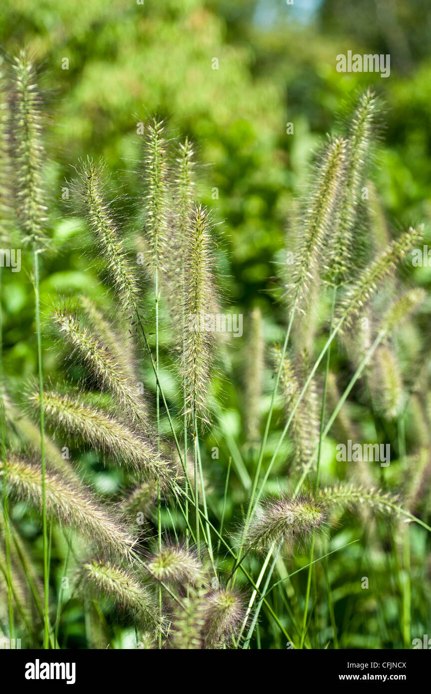 Pennisetum Alopecuroides Var Herbst Magic, chinesische Fountain Grass, Poaceae, chinesische Lampenputzergras, Zwerg Fountain Grass Stockfoto