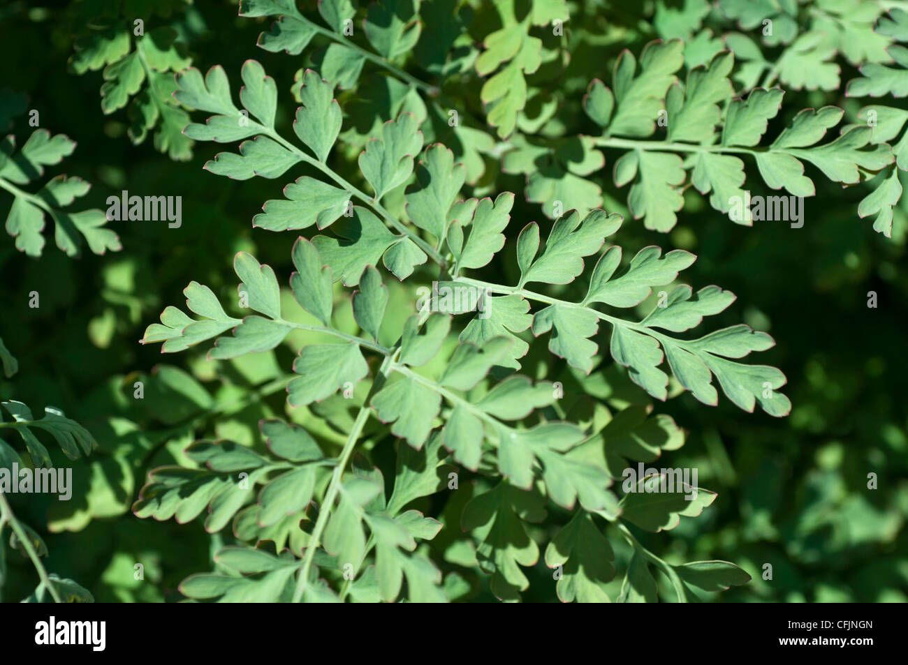 Giftige Gas-Anlage oder Fraxinella, Dictamnus Albus, Rutaceae Stockfoto