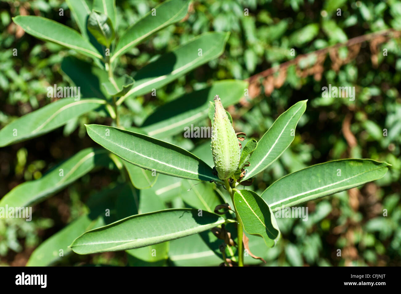Giftige Wolfsmilch Pflanze, Asclepias Spp, Asclepiadaceae Stockfoto