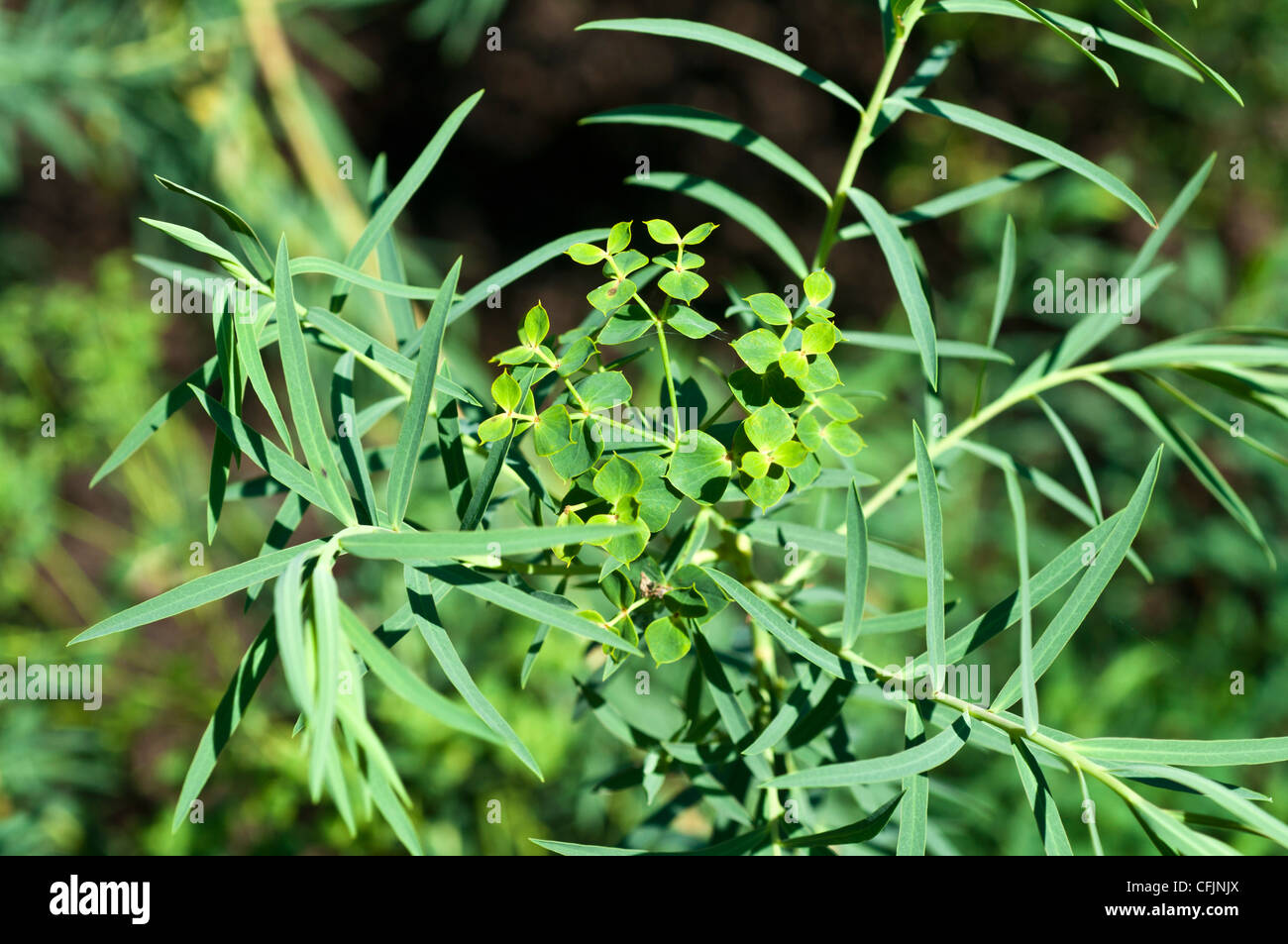 Laubpflanze, Euphorbia esula, Euphorbiaceae, mit schmalen grünen Blättern und gelb-grünen Deckblättern in einer natürlichen Umgebung im Freien. Stockfoto
