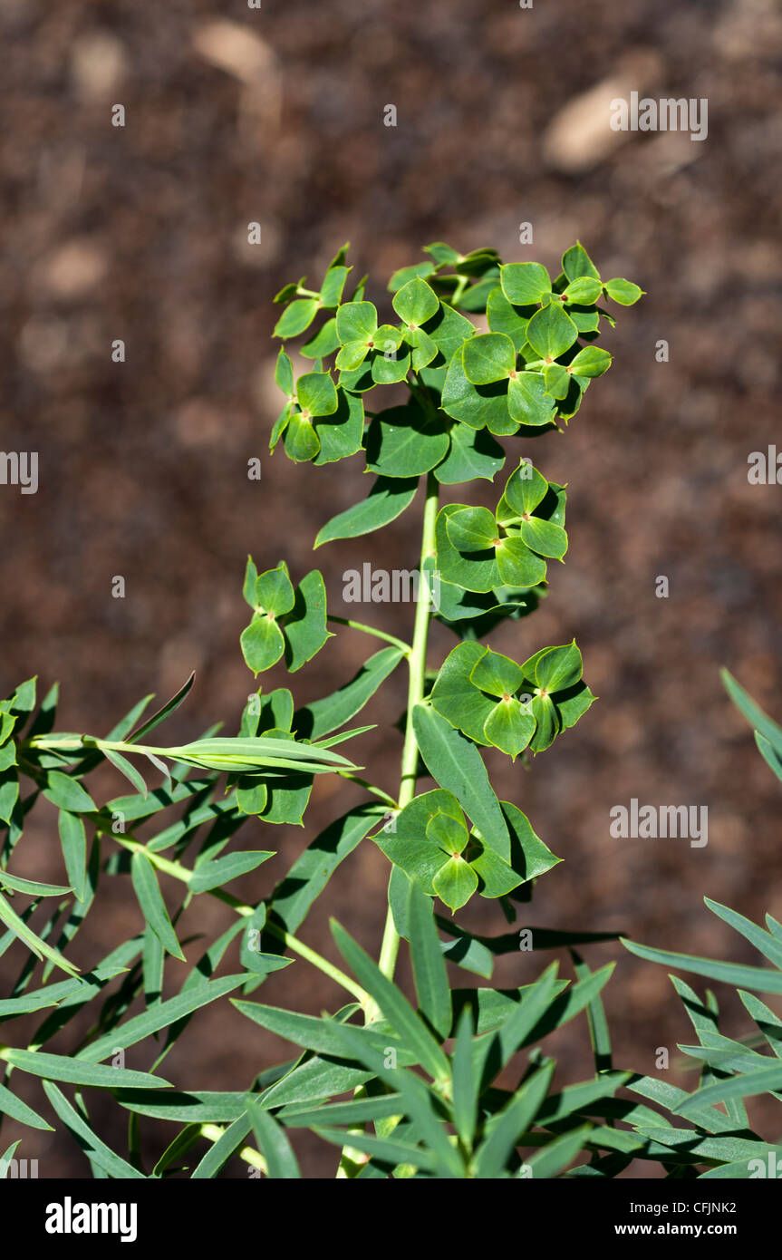 Laubpflanze, Euphorbia esula, Euphorbiaceae, mit grünem Laub und Blättern in einem Garten. Stockfoto