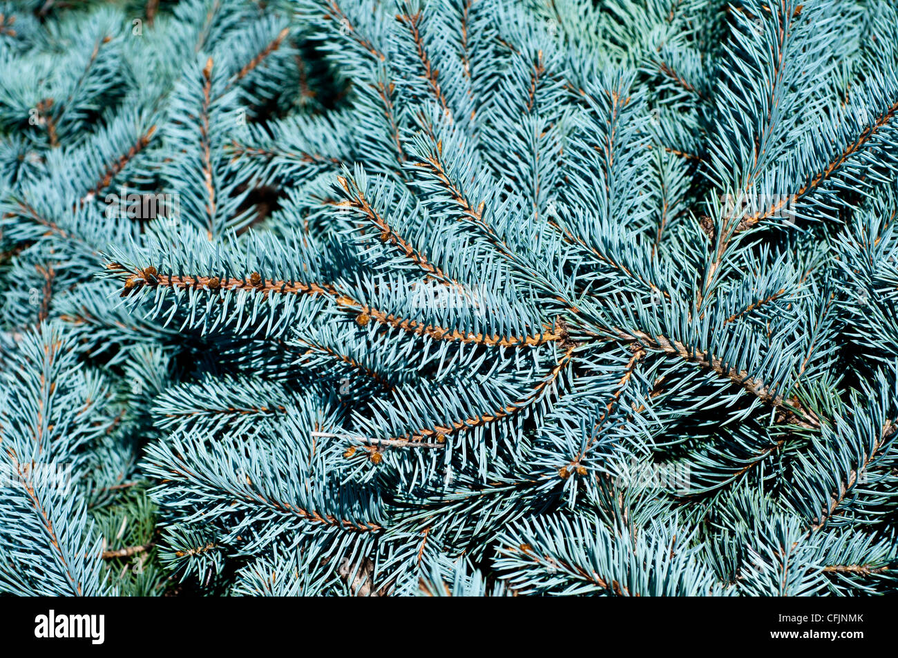 Blaue Koniferen von Kolorado-Fichte, Picea Pungens Var Procumbens, Tannenbäumen, Nordamerika Stockfoto