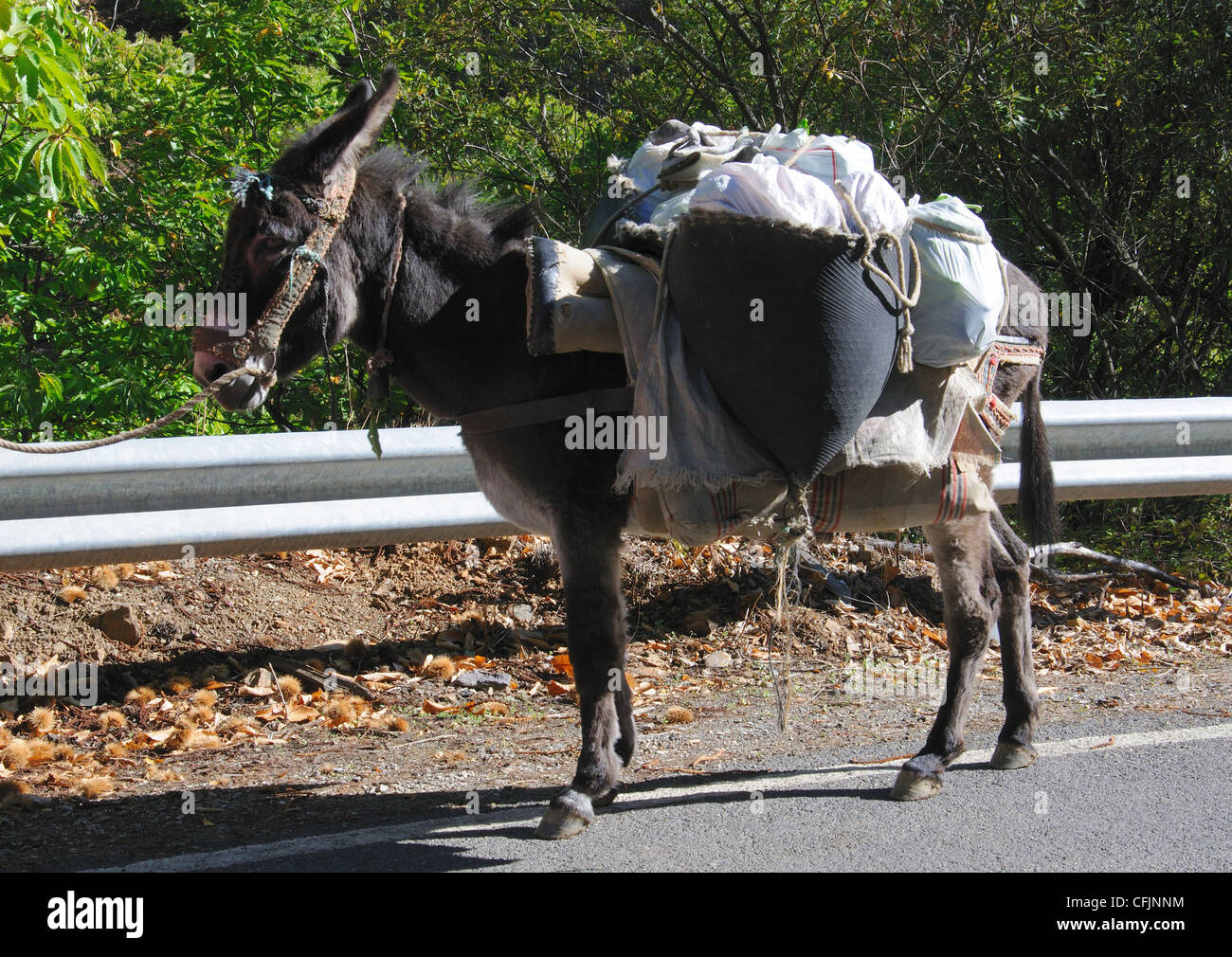 Voll beladen Esel, Igualeja, Westeuropa Serrania de Ronda, Provinz Malaga, Andalusien, Spanien. Stockfoto