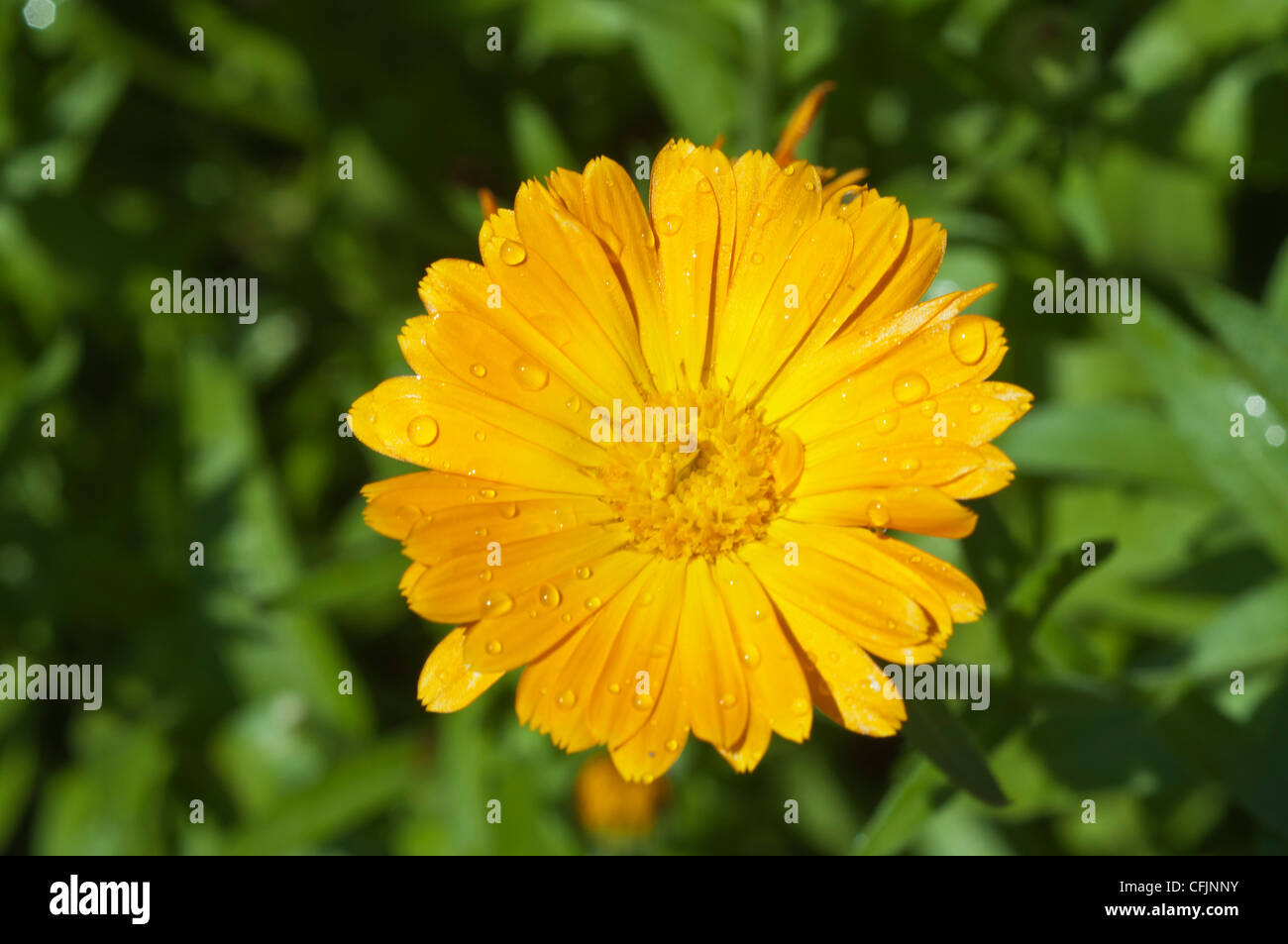 Gelbe Blume Nahaufnahme von Ringelblume, Calendula Officinalis Var Orange Zinger Stockfoto