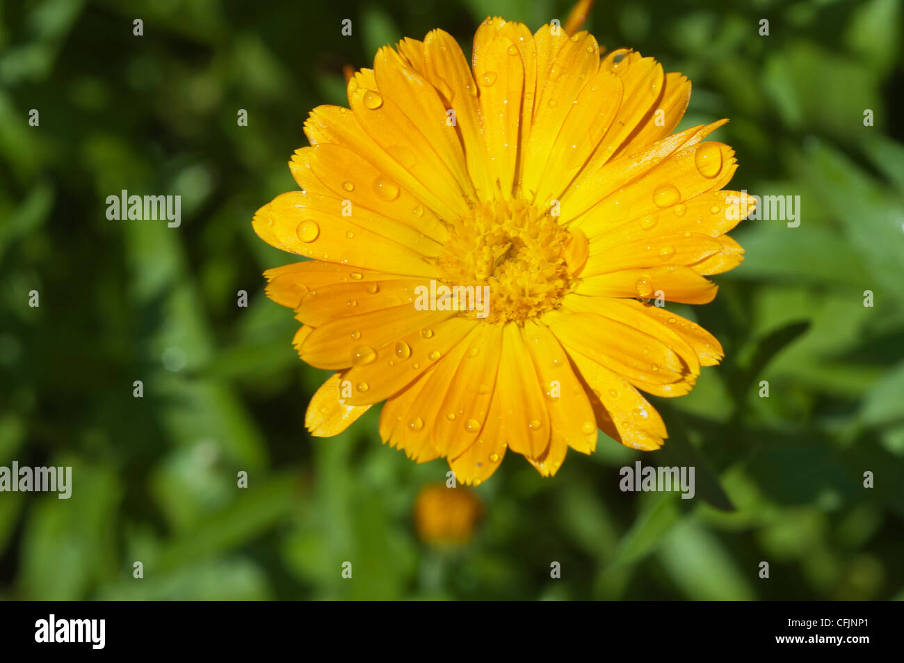 Gelbe Blume Nahaufnahme von Ringelblume, Calendula Officinalis Var Orange Zinger Stockfoto
