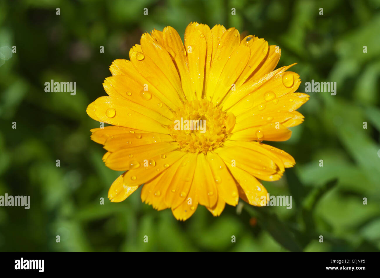 Gelbe Blume Nahaufnahme von Ringelblume, Calendula Officinalis Var Orange Zinger Stockfoto