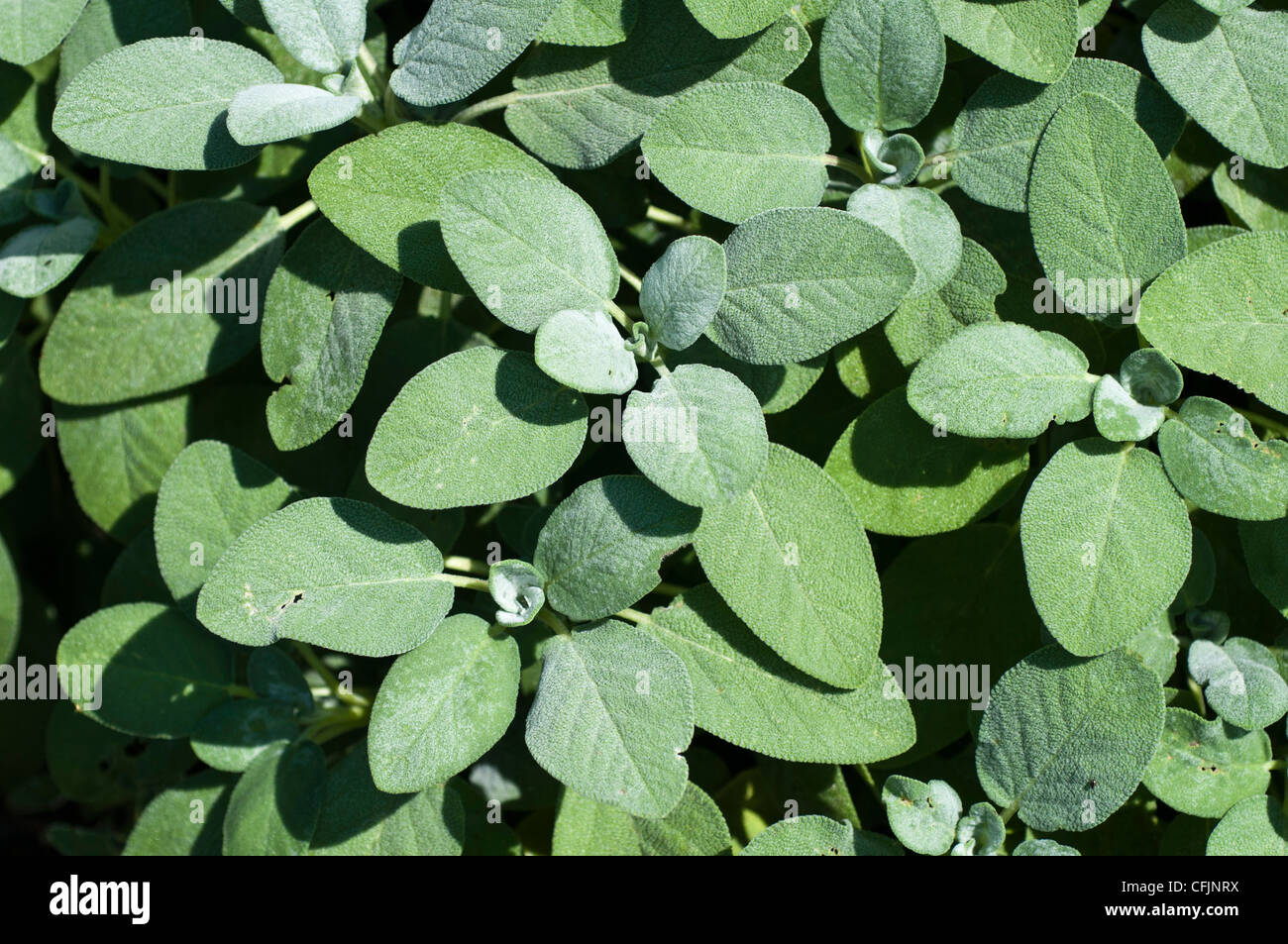Nahaufnahme von Berggarten sage, Salvia officinalis Berggarten, Labiatae. Breite, samtige graugrüne Blätter im Garten. Stockfoto