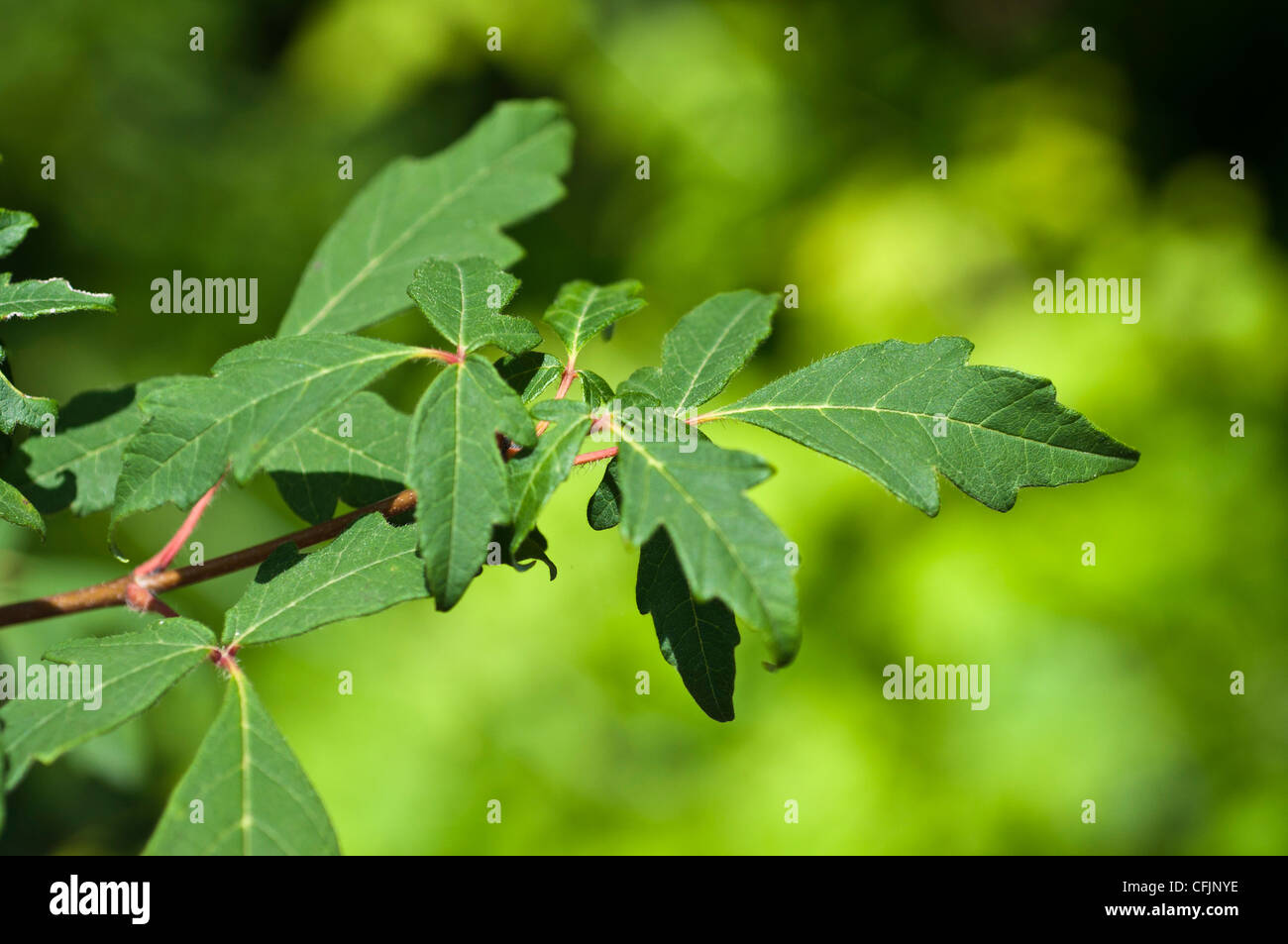 Blätter der Acer Griseum, leichte Ahorn, Aceraceae Stockfoto