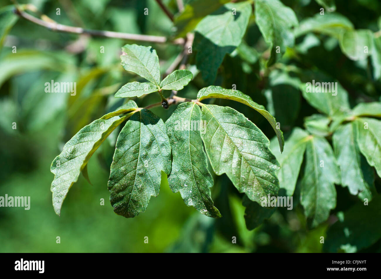 Blätter der Acer Griseum, leichte Ahorn, Aceraceae Stockfoto