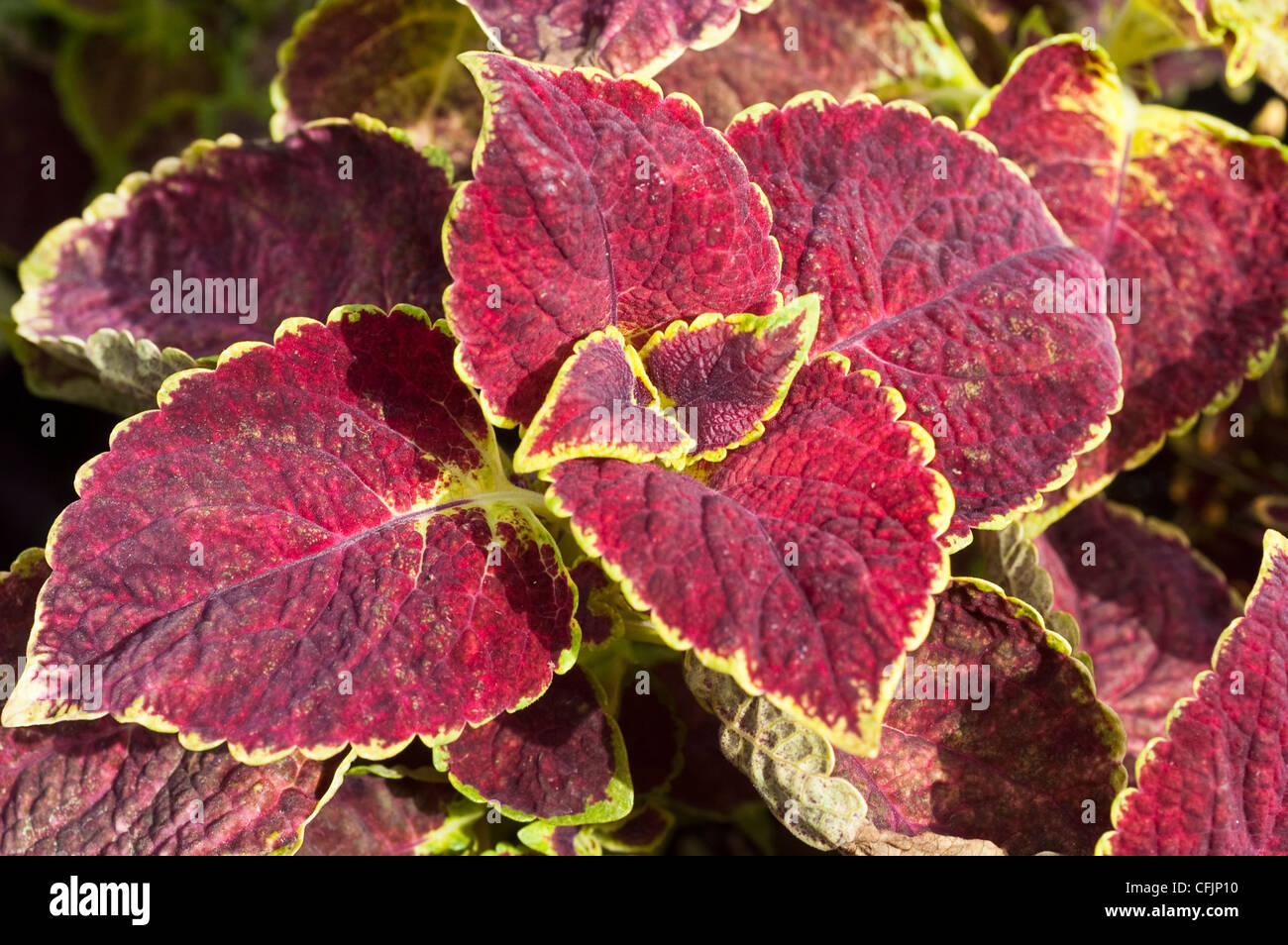 Rot violett grün Blätter, Laub der Buntnessel Solenostemon Scutellarioides Var tauchte in Rebe Stockfoto