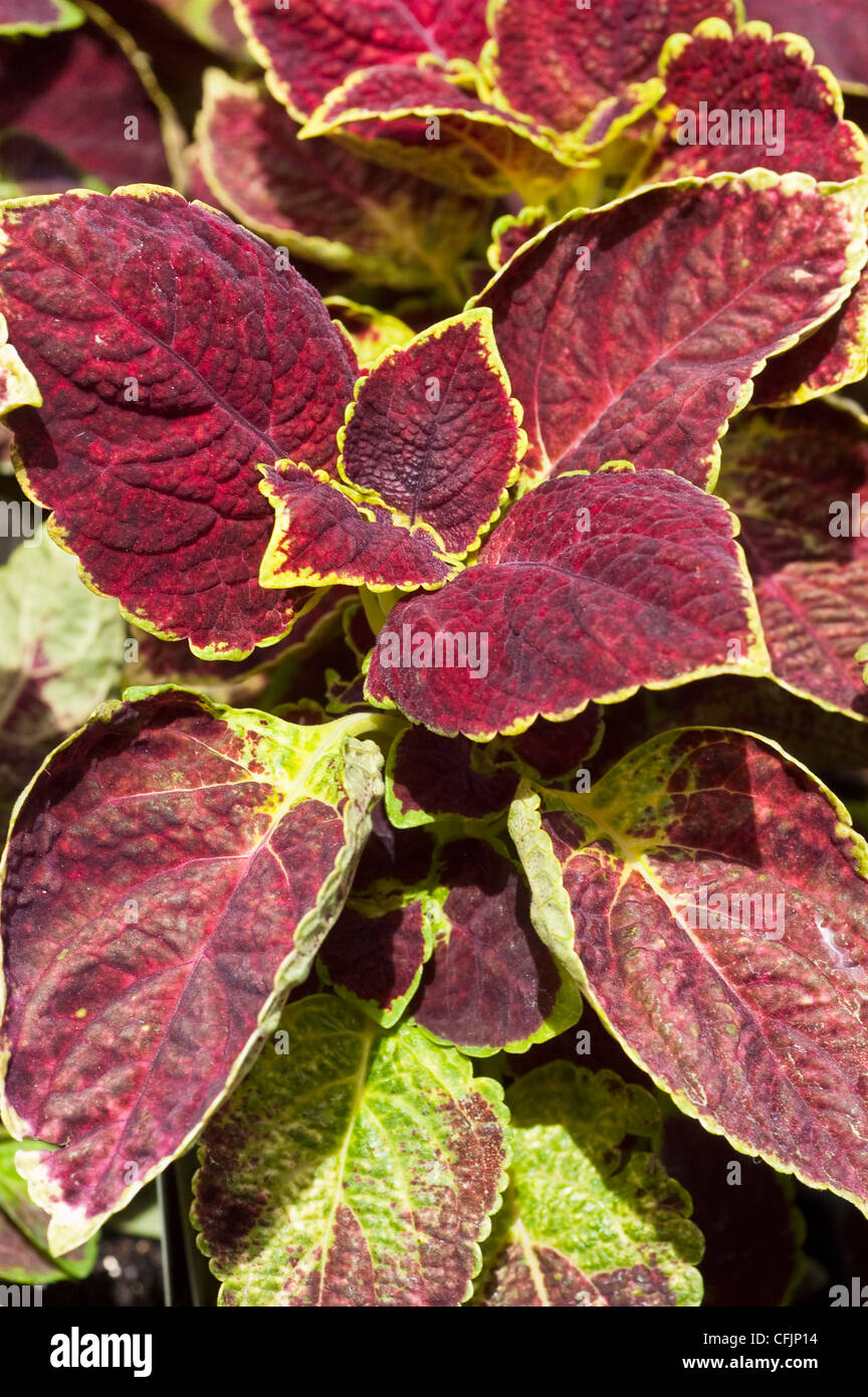 Rot violett grün Blätter, Laub der Buntnessel Solenostemon Scutellarioides Var tauchte in Rebe Stockfoto