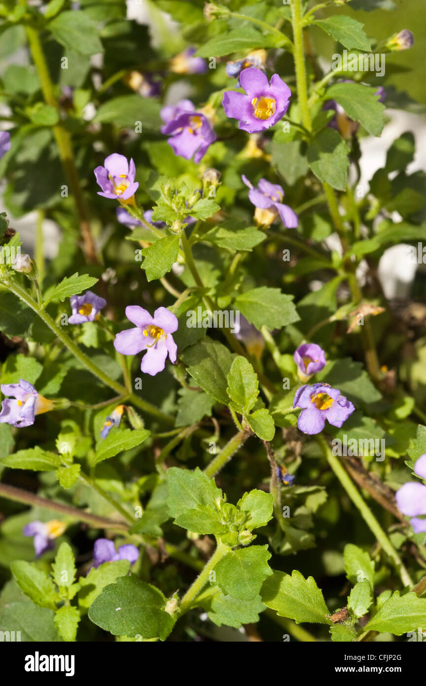 Blass violett blau gelb kleine Blumen von Bacopa, Sutera Cordata Var Blutopia blau, Scrophulariaceae Stockfoto