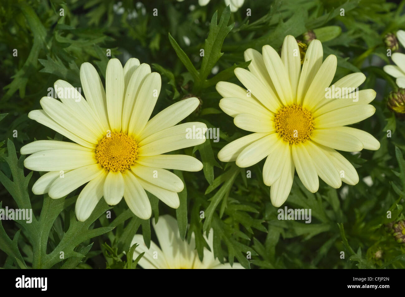 Weiße gelbe zwei Blüten von Marguerite Daisy var Vanille Schmetterling, Argyranthemum Frutescens. Stockfoto