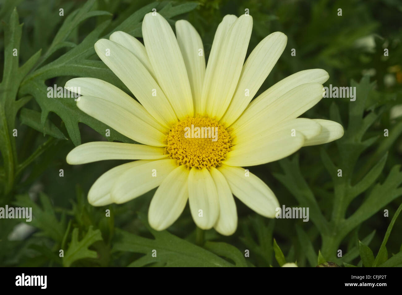 Weiße gelbe Blume Nahaufnahme von Marguerite Daisy var. Vanilla Butterfly, Argyranthemum frutescens Stockfoto