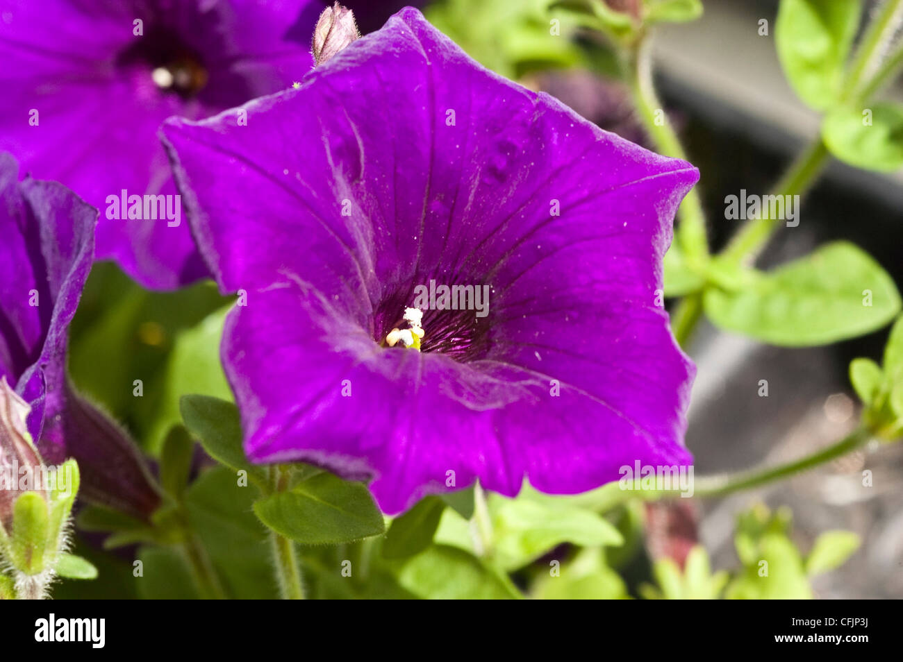 Violett, lila Blüten von Petunia Hybriden Var Supertunia Royal Velvet Stockfoto