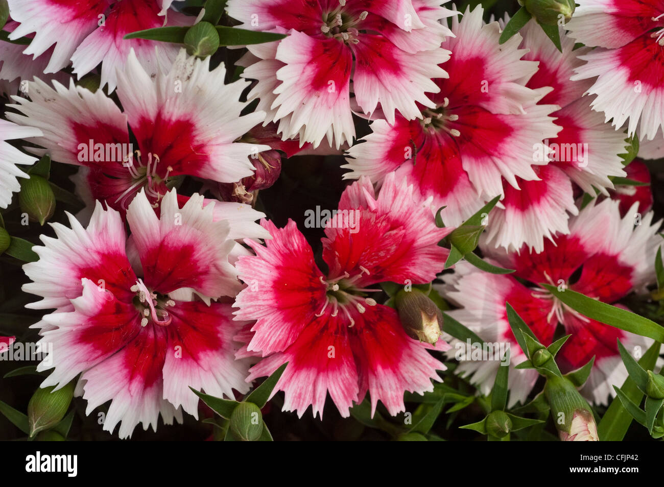 Anlage g Fotos und Bildmaterial in hoher Auflösung Alamy