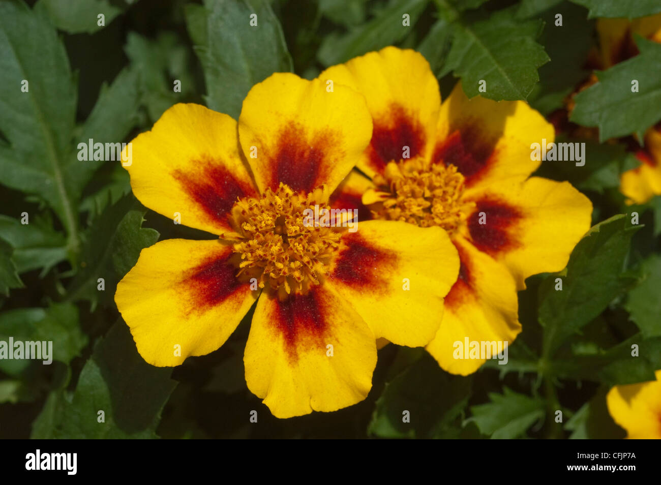 Gelbe braune zwei Blüten von Ringelblume Disco Granada, Tagetes Patula, Französisch Stockfoto