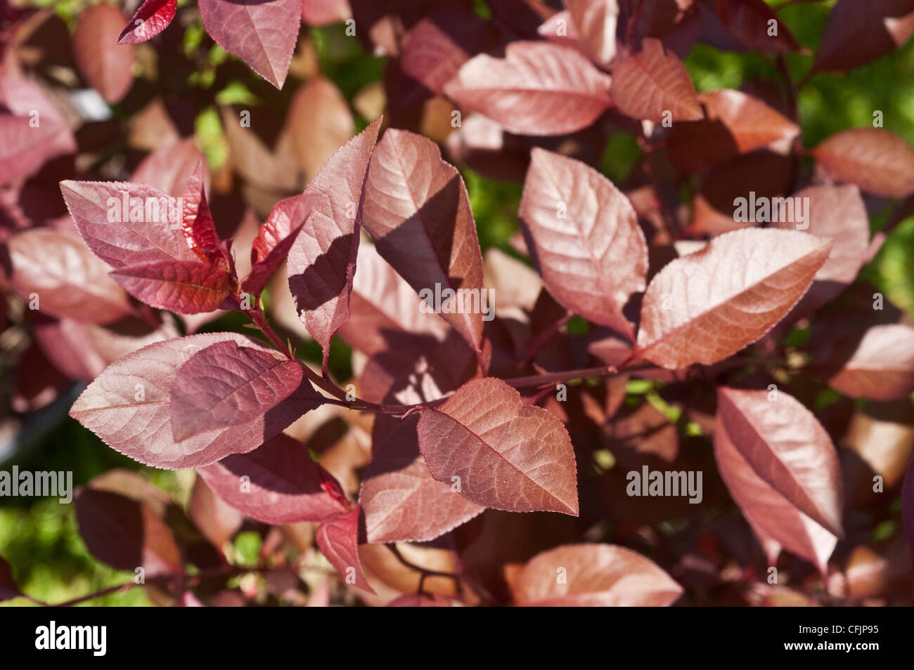 Lila Blätter, Laub lila sand-Kirsche, Prunus x cistena Stockfoto