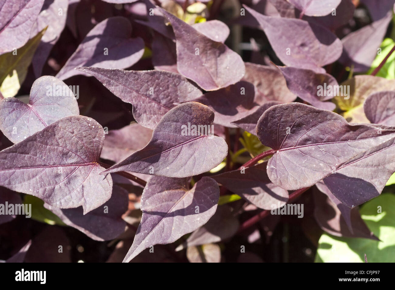 Lila Blätter, Laub lila sand-Kirsche, Prunus x cistena Stockfoto