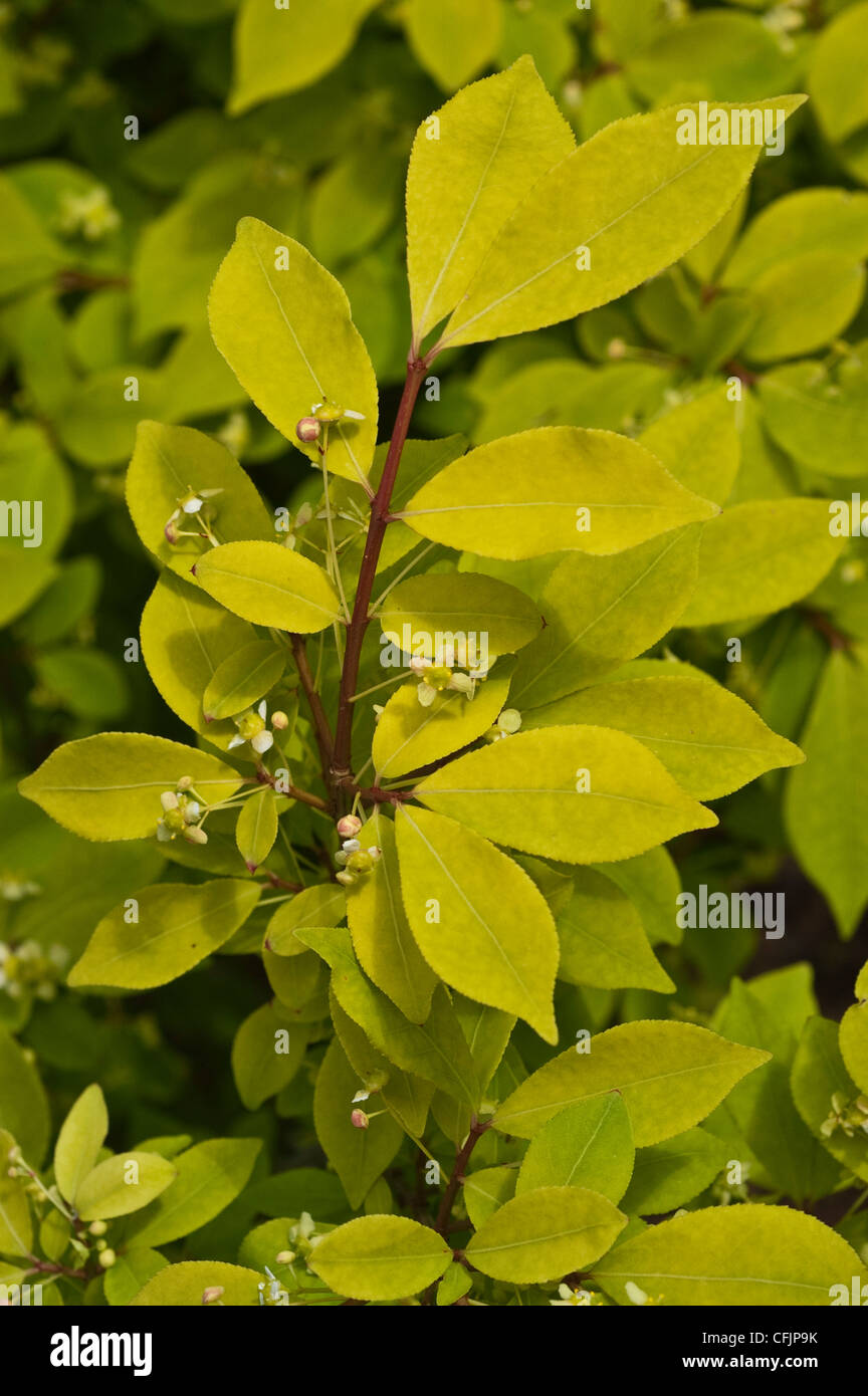 Gelbes Laub der Zwerg brennenden Dornbusch, Euonymus compacta Stockfoto