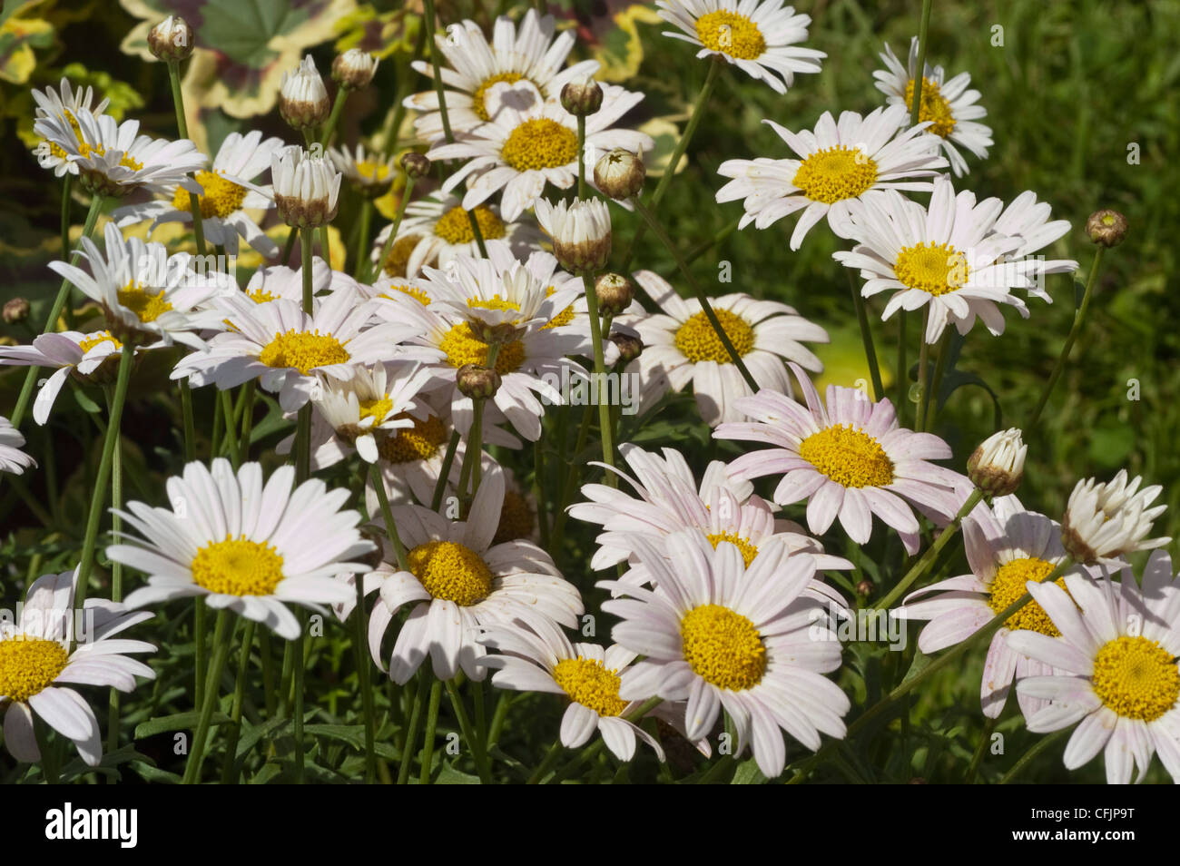 Rosa, gelben Blüten der Marguerite Daisy Var Madeira rosa Argyranthemum, Argyranthemum frutescens Stockfoto