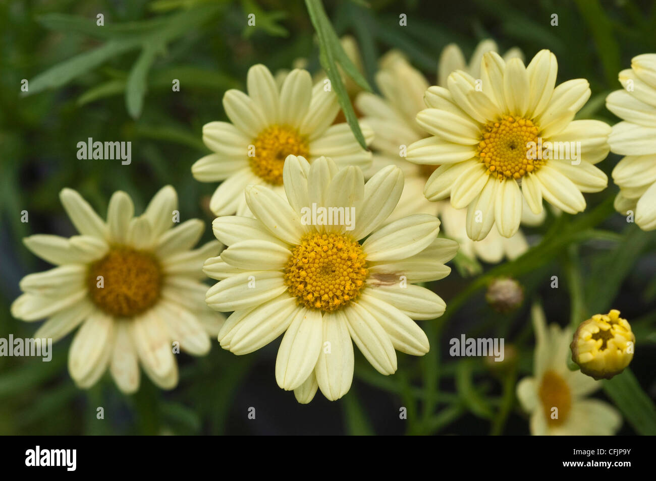 Gelben Blüten der Marguerite Daisy Var Madeira Primrose Argyranthemum, Argyranthemum frutescens Stockfoto