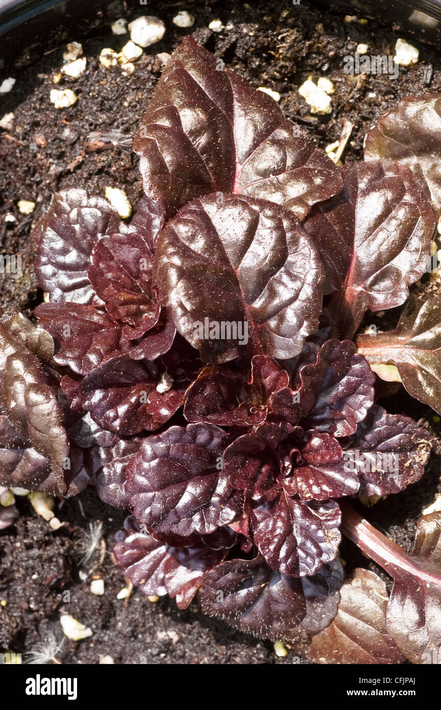 Nahaufnahme des dunkelbraunen Laubs und der glänzenden Blätter von Ajuga reptans Black Scallop, auch bekannt als Bugleweed, wächst im Gartenboden. Stockfoto