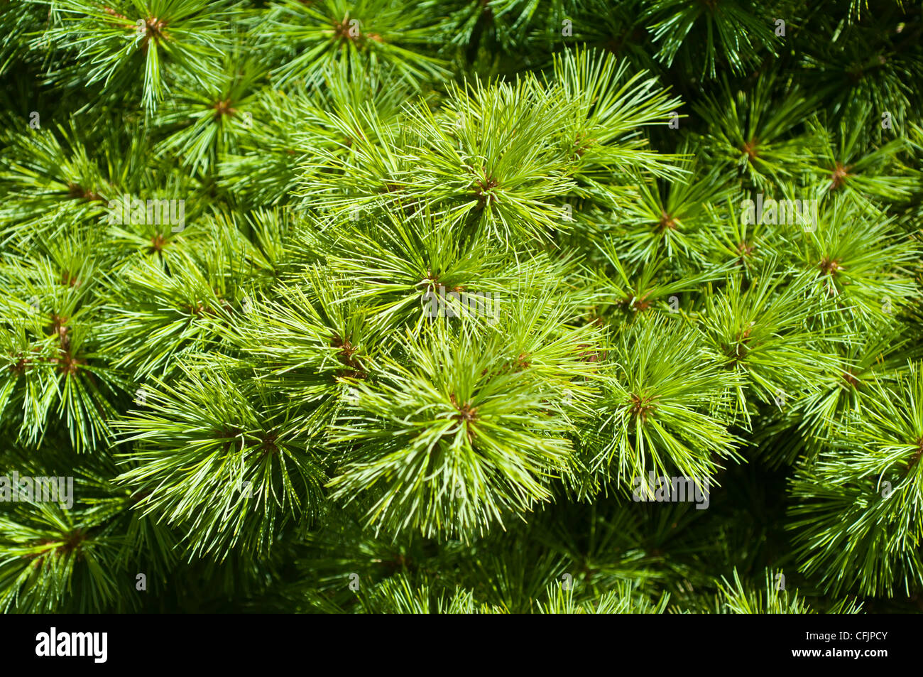 Grüne Nadelbäume von Eastern White Pine, Pinus Strobus V blau Shag Stockfoto