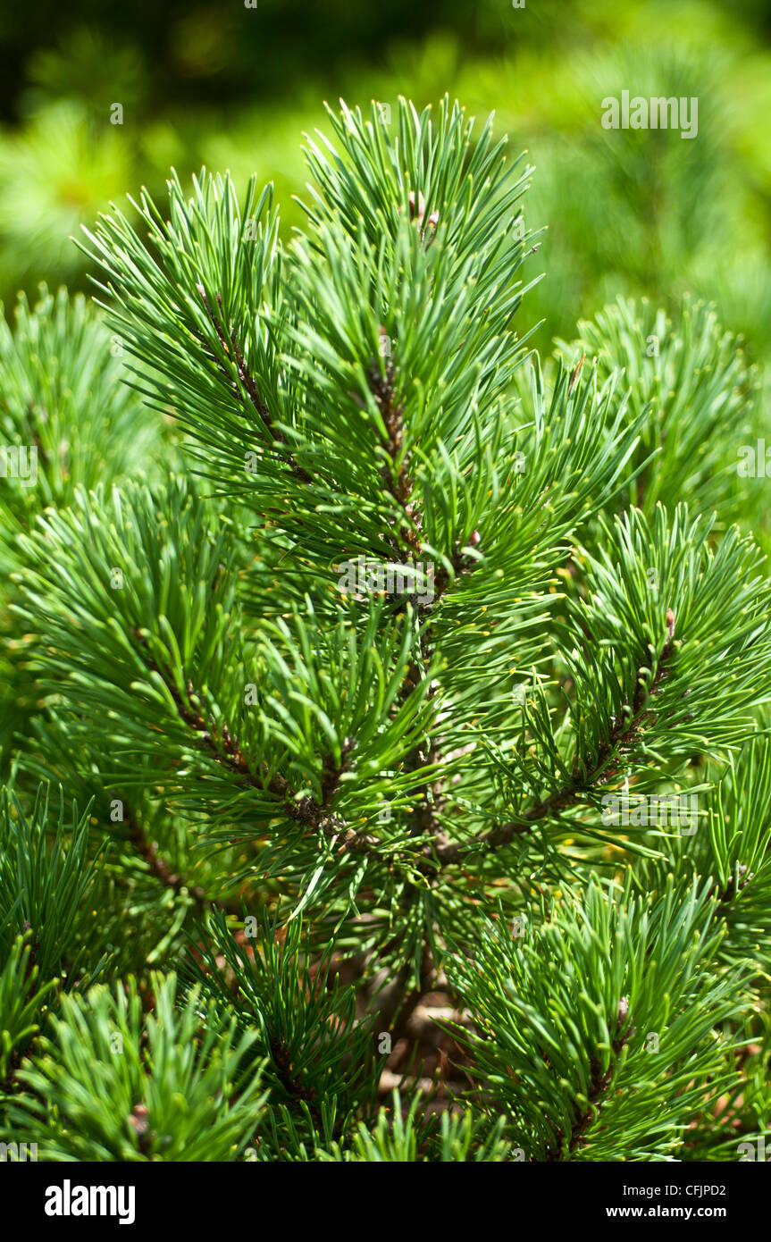 Grüne Nadelbäume von Zwerg Golden Mugo Pine, Pinus Mugo, Carstens Wintergold Stockfoto