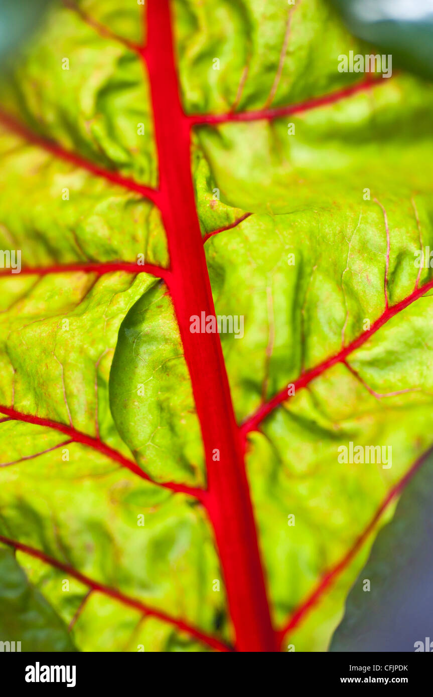 Rote Stiele und grüne Blätter Hintergrundbeleuchtung Mangold Beta Vulgaris Subspecies cicla Stockfoto