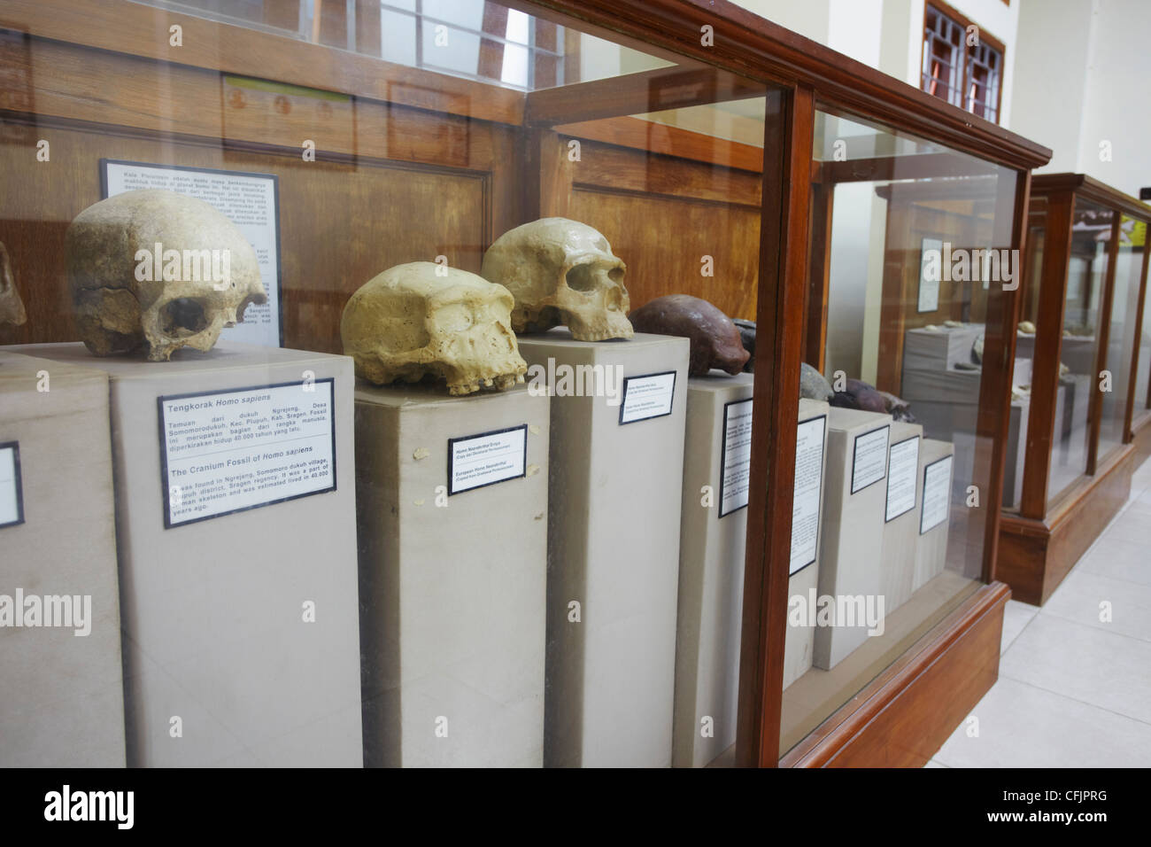 Fossilienmuseum an Java-Mensch, UNESCO-Weltkulturerbe, Sangiran, Solo, Java, Indonesien, Südostasien, Asien Stockfoto