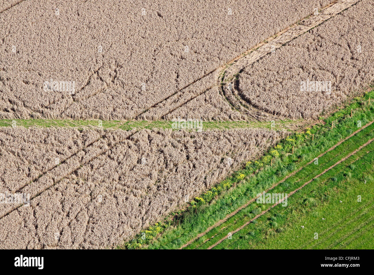 Luftaufnahme von Ernteschäden in einem Feld von Weizen Stockfoto