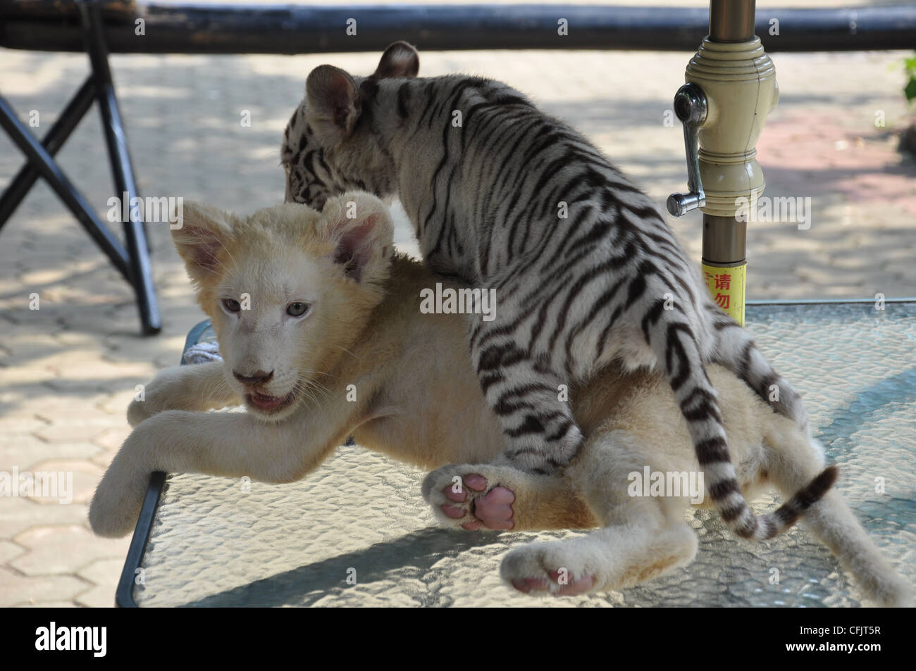 Ein Baby weiße Tiger und ein Säugling Löwe Stockfoto