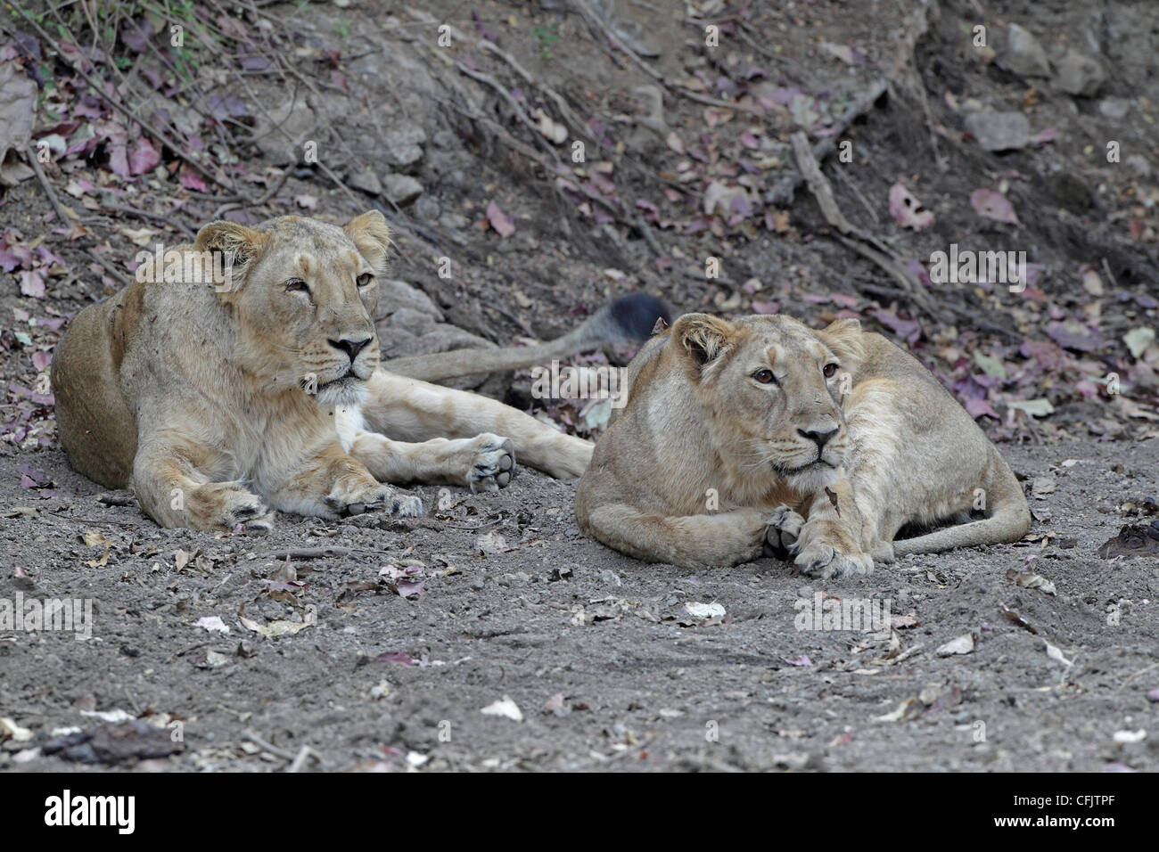 Zwei weibliche asiatische Löwen im Gir National park Stockfoto
