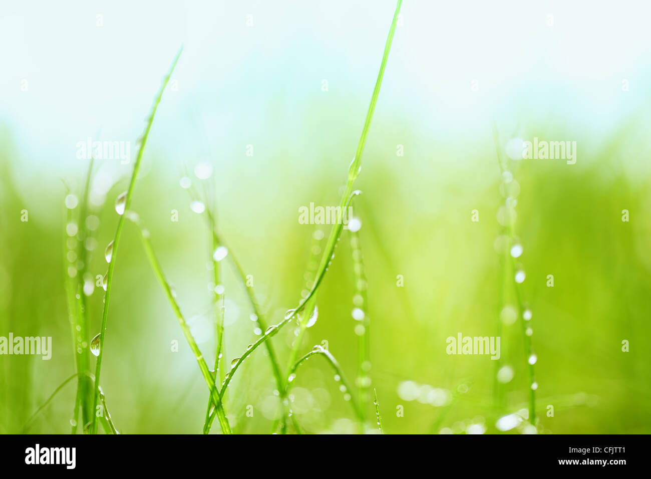 Grüne Wiese mit Wassertropfen, Nahaufnahme. Stockfoto