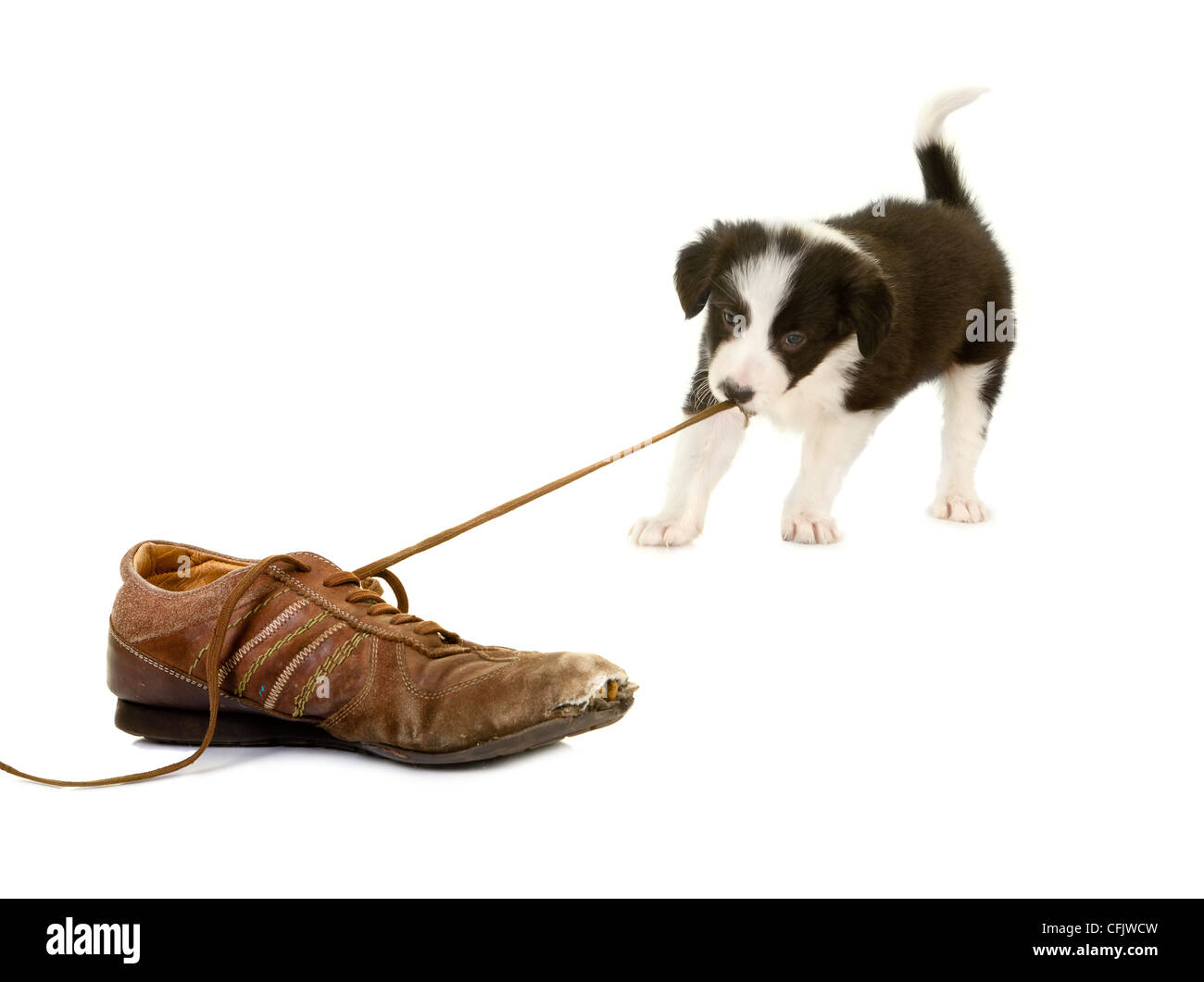 Junge Welpen 5 Wochen alt ziehen die Spitze von einem alten Schuh Stockfoto