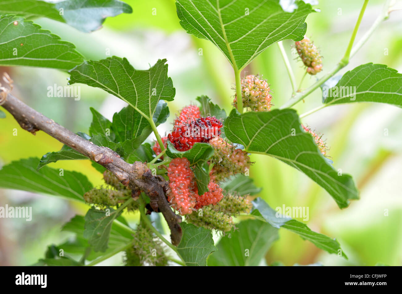 frische Maulbeere mit Blättern im Garten Stockfoto