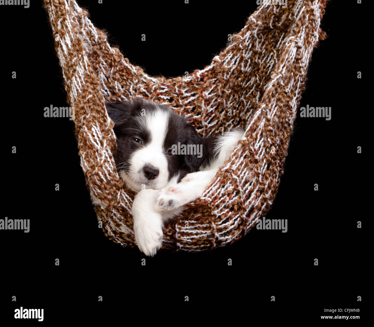 Verschlafene Border-Collie-Welpen in einer braunen Hängematte Stockfoto