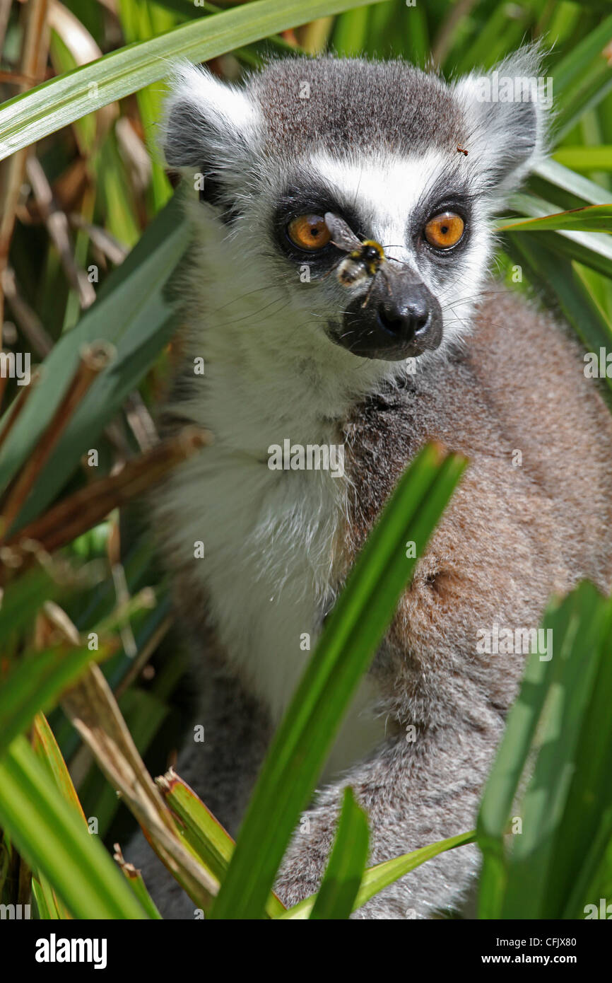 Lemur mit einer Biene auf der Nase Stockfoto