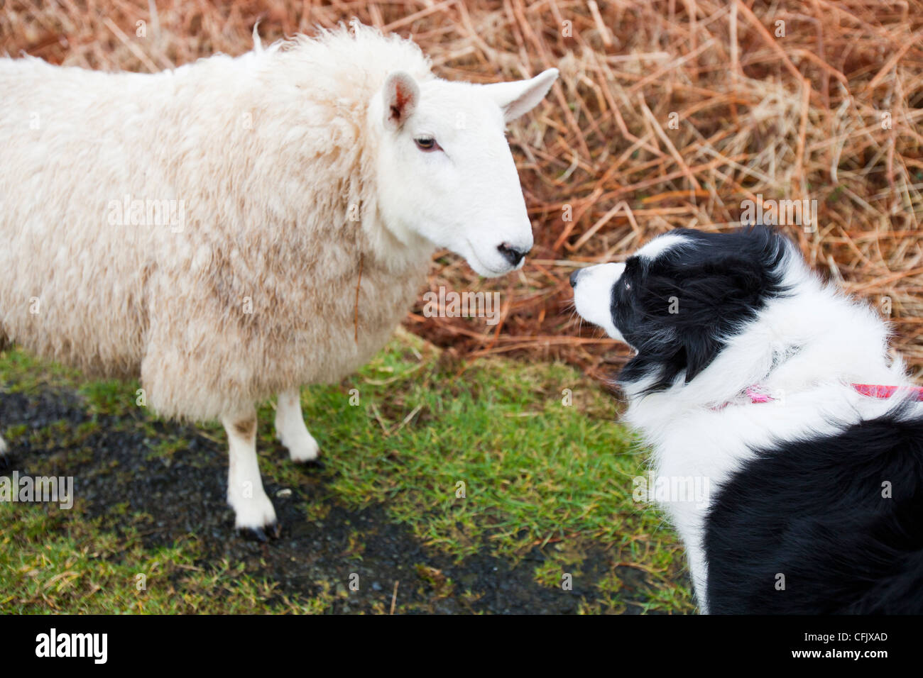 Drei Schafe bei Portnalong, Isle Of Skye, Schottland, UK, wird genau beobachtet von einem Haustier Border Collie. Stockfoto