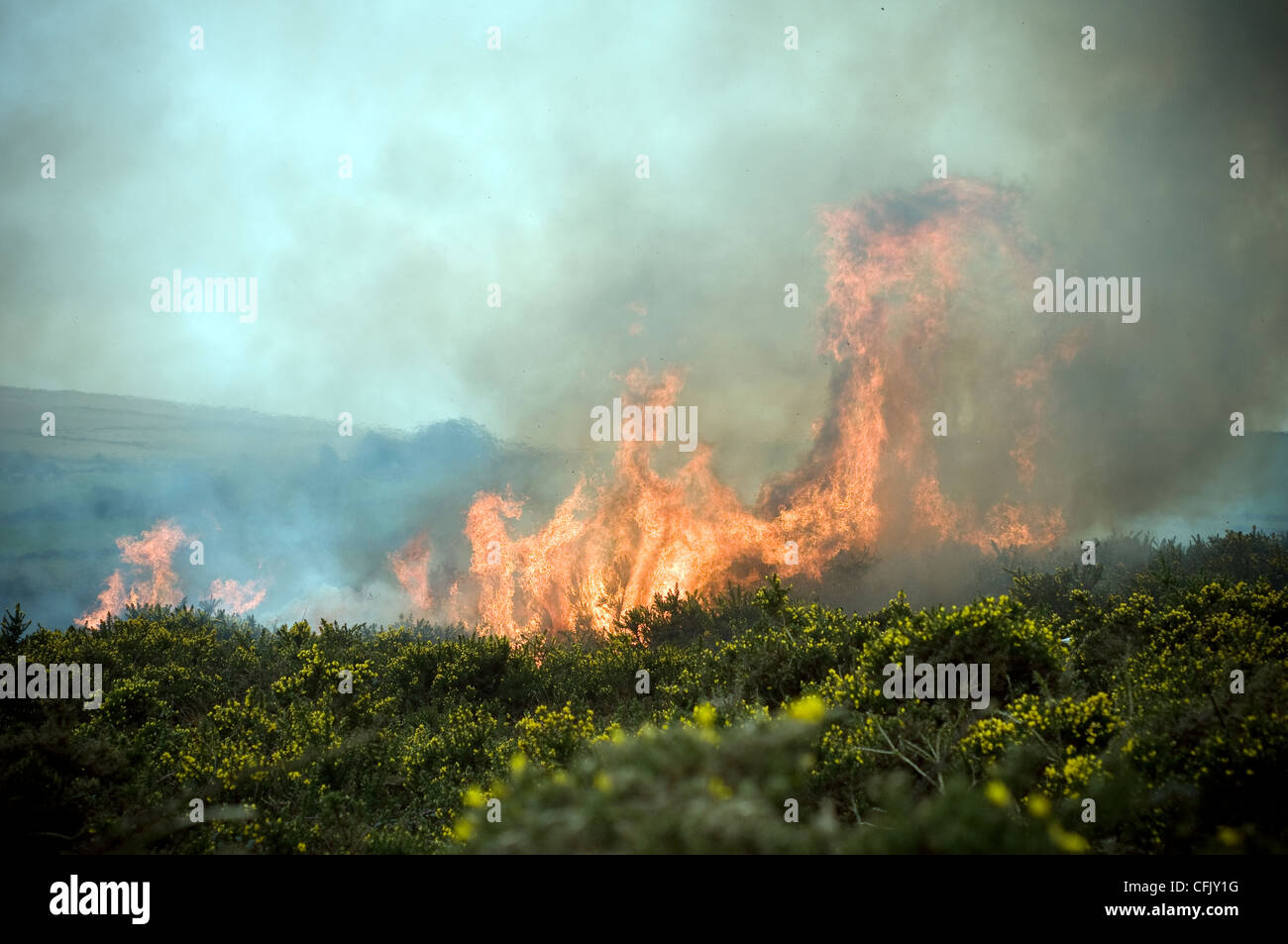 Swaling Ginster auf Dartmoor, brennende Ginster und Adlerfarn auf Dartmoor, Asche, Pinsel, brennen, verbrannt, Busch, Zerstörung, Buschfeuer Stockfoto