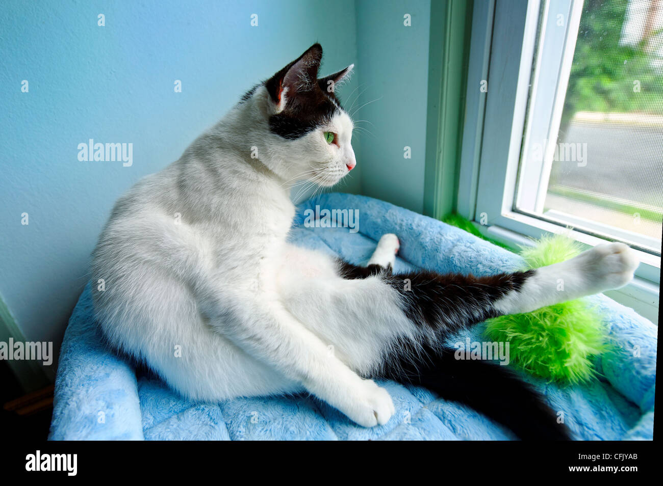 Lustige schwarz-weiß inländischen Kurzhaar gespreizten Katze in pet Bett am Fenster in etwas unbeholfene Haltung mit den hinteren Beinen sitzt mit einem Bein Stockfoto