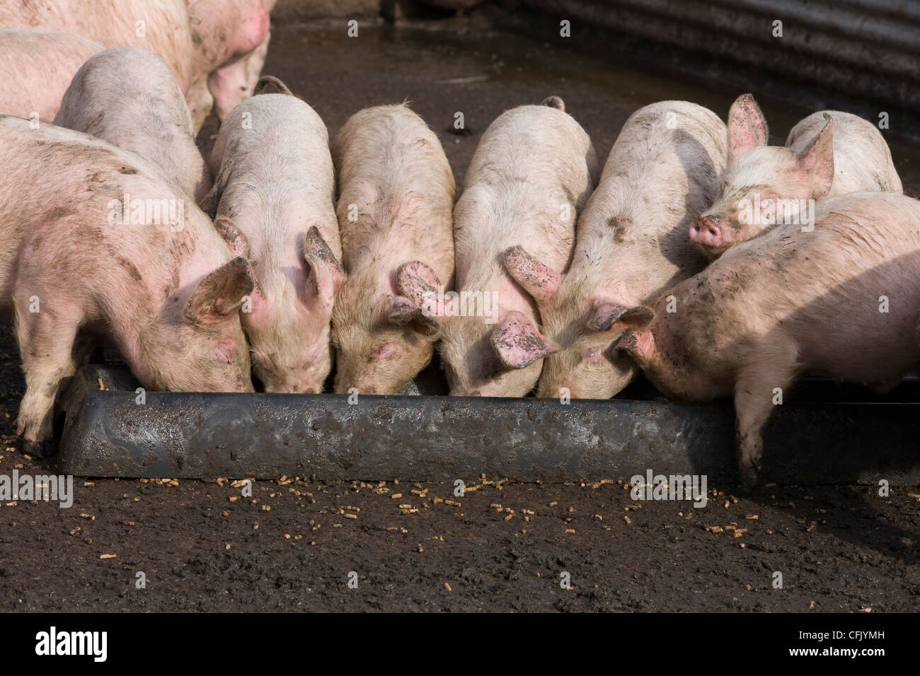 Schweine füttern von einem Metall Trog bei der Fütterung auf dem Bauernhof Stockfoto