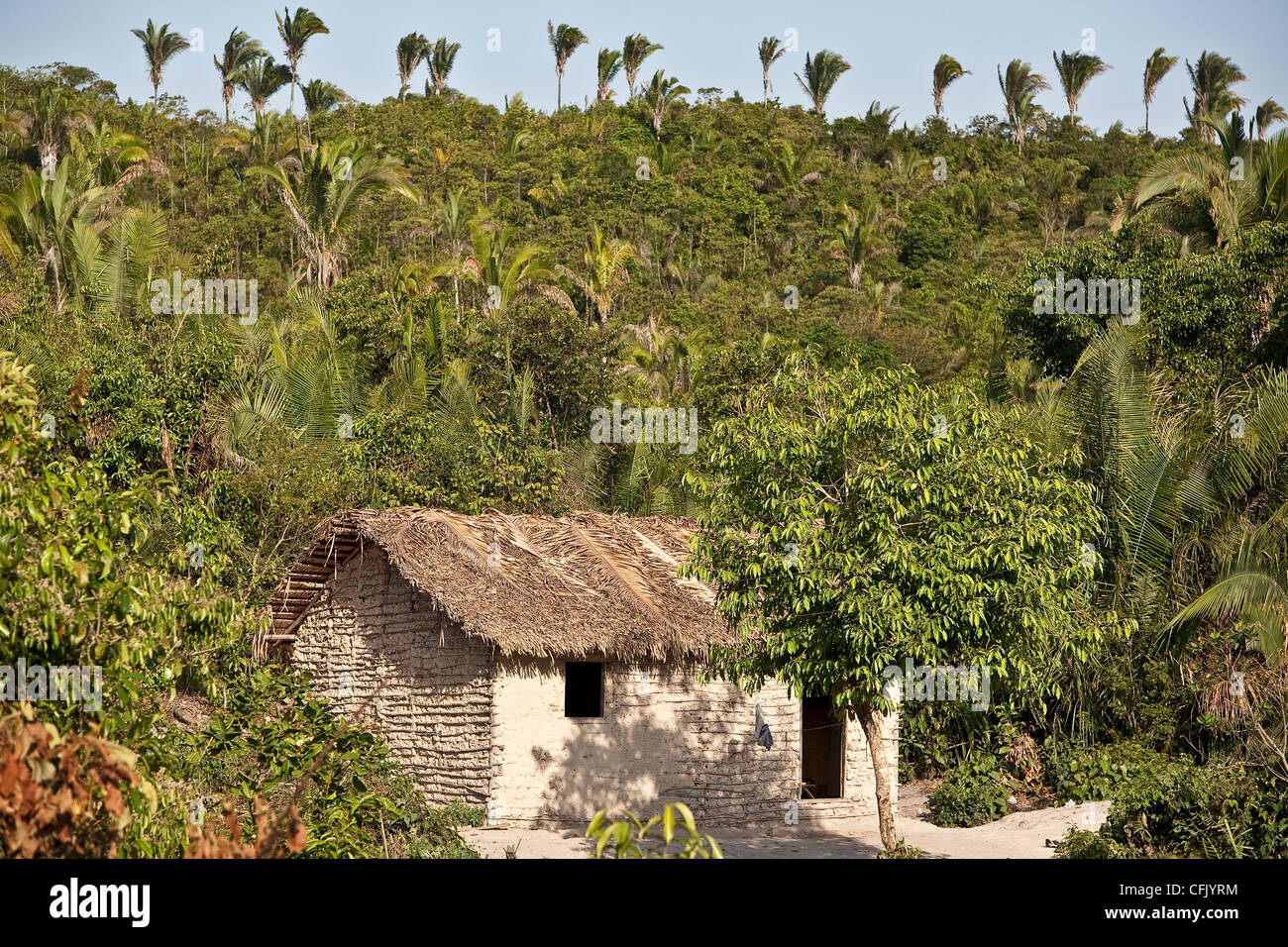 Flechtwerk und Lehm-Haus am Itamatatiua Quilombo, Alcântara, Maranhão. Brazilien. Babacu-Bäume im Hintergrund Stockfoto