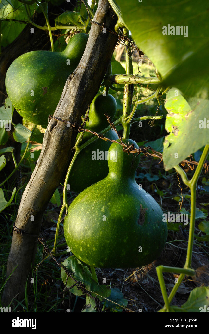 Kalebasse oder Flaschenkürbis Plantage, Mato Grosso do Sul, Brasilien Cabaca oder Cabaça Stockfoto