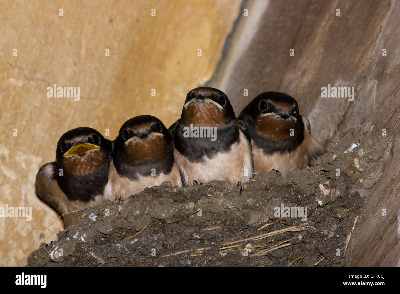 Baby-Schwalben im nest Stockfoto