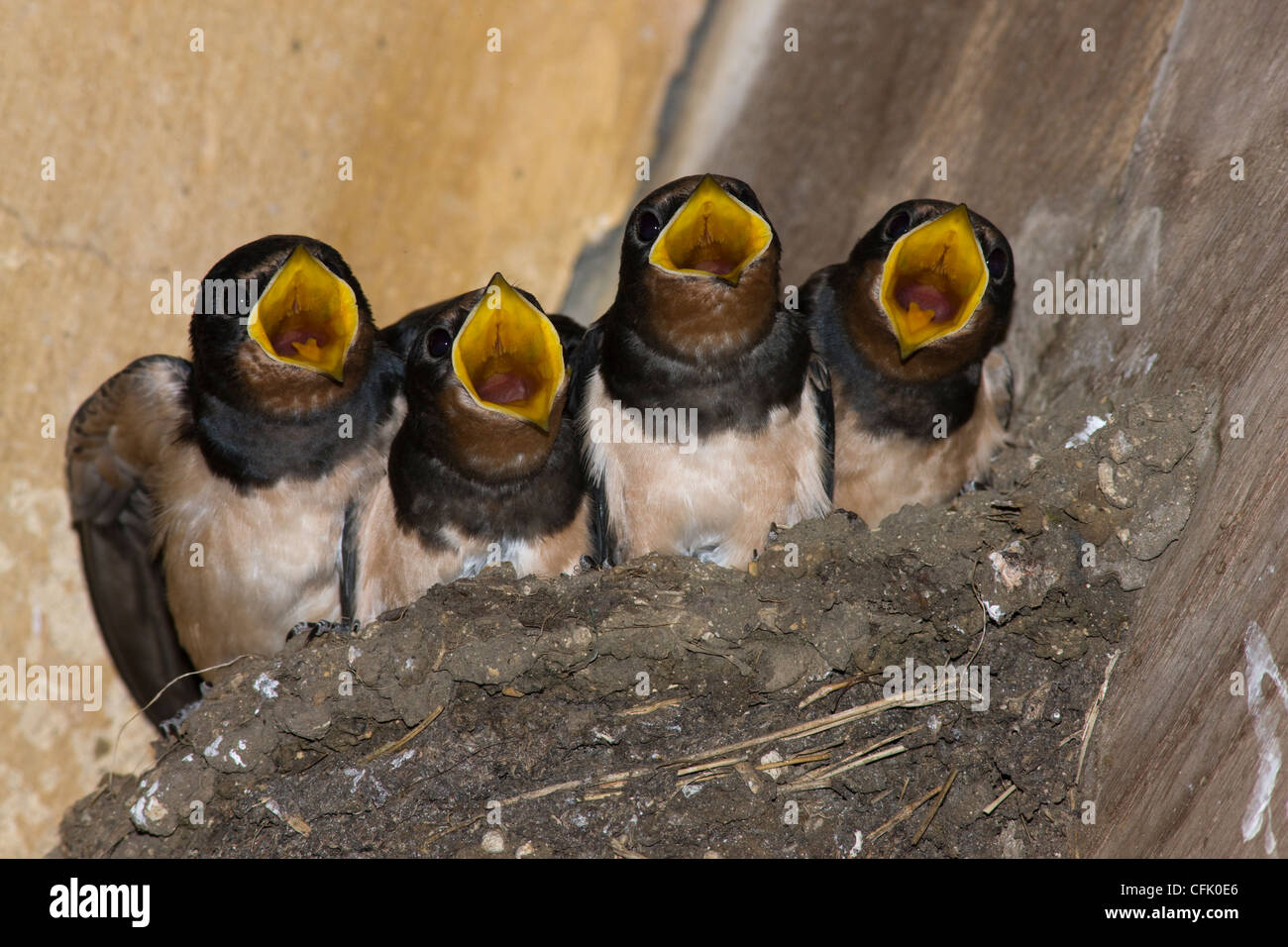 Baby schluckt im Nest, Essen aus der Vogelmutter gefordert Stockfoto