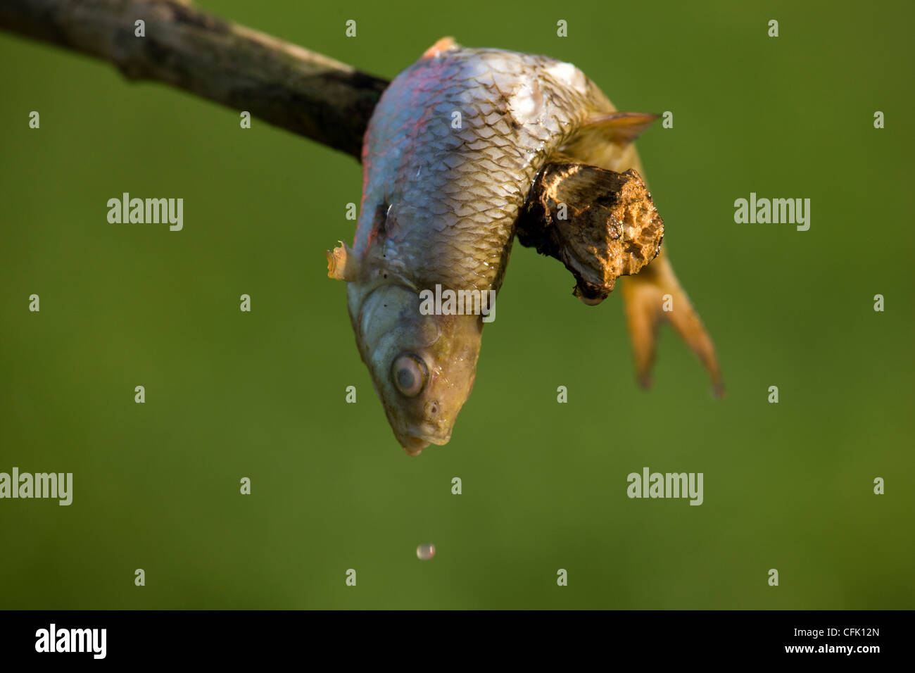 Tote Fische, gefangen von einem Angelsee, am Ende des Sticks Stockfoto