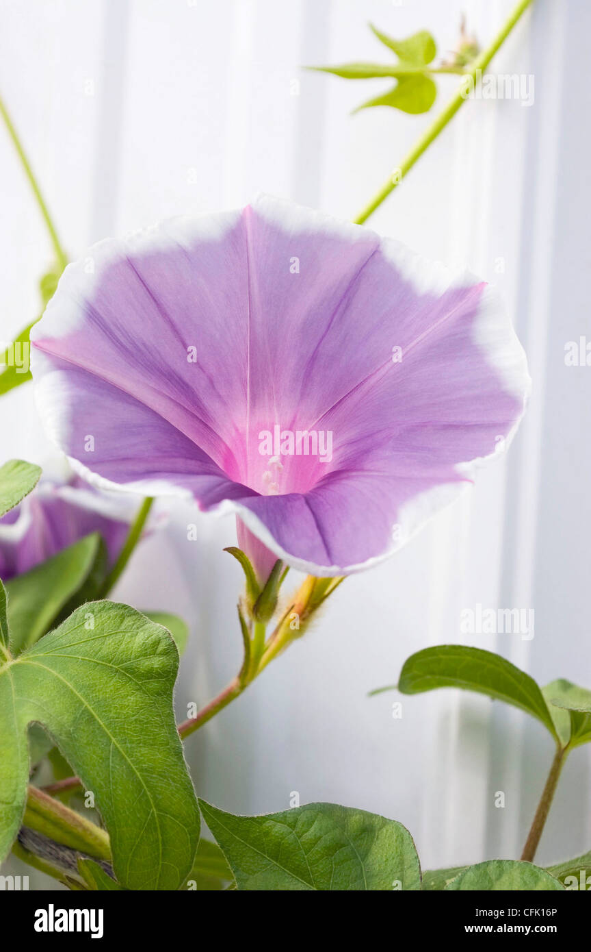Lavendel Morning Glory Stockfoto