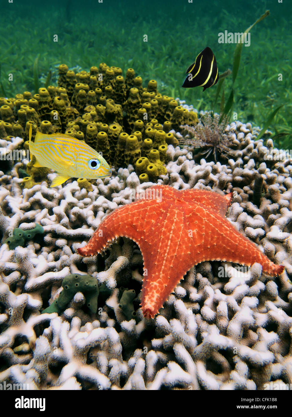 Unterwasser Seestern über Korallen mit gelben Röhre Schwamm und Fisch, Karibik, Costa Rica Stockfoto